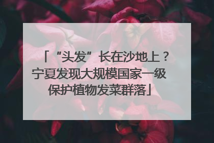 “头发”长在沙地上？宁夏发现大规模国家一级保护植物发菜群落