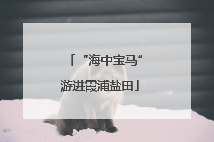 “海中宝马”游进霞浦盐田