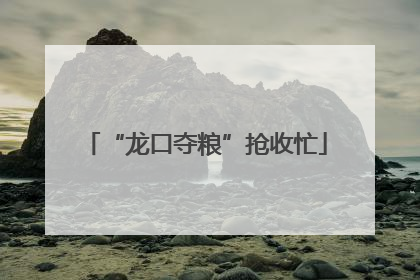 “龙口夺粮”抢收忙