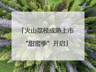 火山荔枝成熟上市 “甜蜜季”开启