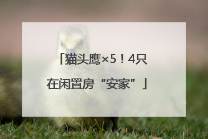 猫头鹰×5！4只在闲置房“安家”