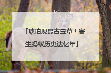 琥珀现最古虫草！寄生蚂蚁历史达亿年