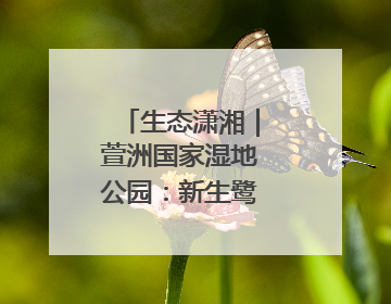 生态潇湘｜萱洲国家湿地公园：新生鹭鸟振翅欲飞