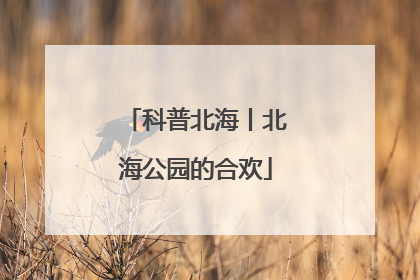 科普北海丨北海公园的合欢