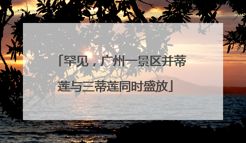 罕见，广州一景区并蒂莲与三蒂莲同时盛放