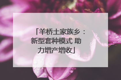 羊桥土家族乡：新型套种模式 助力增产增收