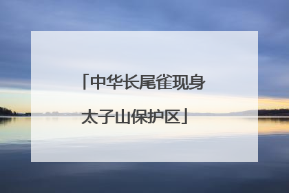 中华长尾雀现身太子山保护区