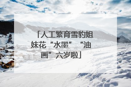 人工繁育雪豹姐妹花“水墨”“油画”六岁啦