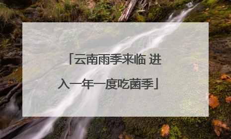 云南雨季来临 进入一年一度吃菌季
