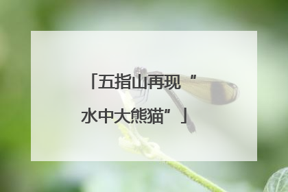 五指山再现“水中大熊猫”