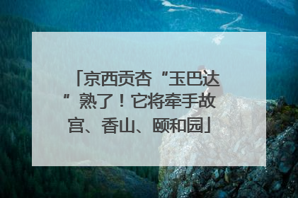 京西贡杏“玉巴达”熟了！它将牵手故宫、香山、颐和园