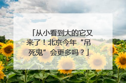 从小看到大的它又来了！北京今年“吊死鬼”会更多吗？