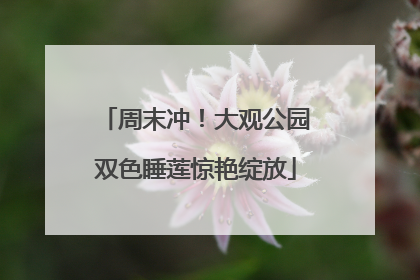 周末冲！大观公园双色睡莲惊艳绽放