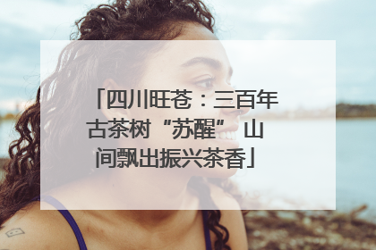 四川旺苍：三百年古茶树“苏醒” 山间飘出振兴茶香