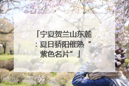 宁夏贺兰山东麓：夏日骄阳催熟“紫色名片”
