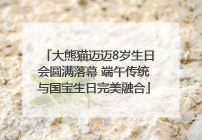 大熊猫迈迈8岁生日会圆满落幕 端午传统与国宝生日完美融合