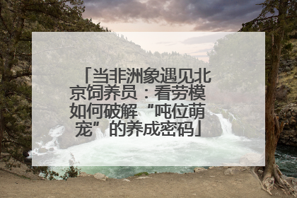 当非洲象遇见北京饲养员：看劳模如何破解“吨位萌宠”的养成密码