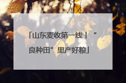 山东麦收第一线丨“良种田”里产好粮