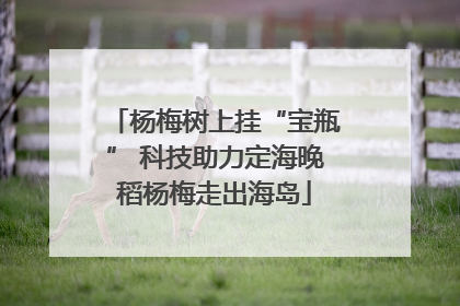 杨梅树上挂“宝瓶” 科技助力定海晚稻杨梅走出海岛