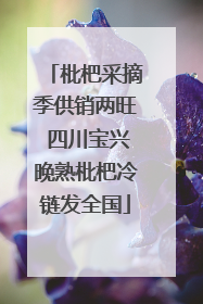 枇杷采摘季供销两旺 四川宝兴晚熟枇杷冷链发全国