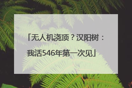 无人机浇顶？汉阳树：我活546年第一次见