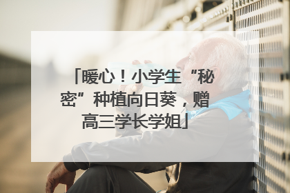 暖心！小学生“秘密”种植向日葵，赠高三学长学姐