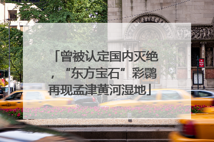 曾被认定国内灭绝，“东方宝石”彩鹮再现孟津黄河湿地