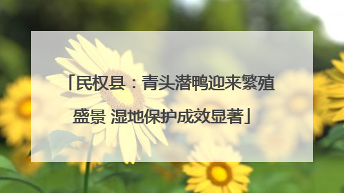 民权县：青头潜鸭迎来繁殖盛景 湿地保护成效显著