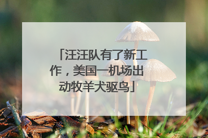 汪汪队有了新工作，美国一机场出动牧羊犬驱鸟