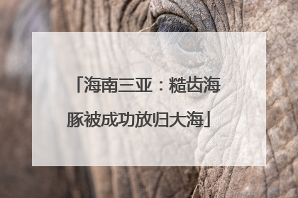 海南三亚：糙齿海豚被成功放归大海