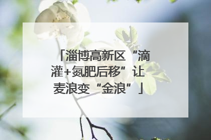 淄博高新区“滴灌+氮肥后移”让麦浪变“金浪”