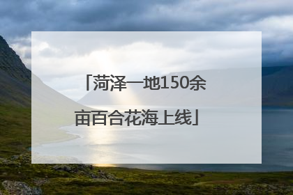 菏泽一地150余亩百合花海上线