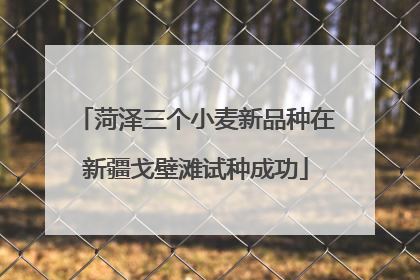 菏泽三个小麦新品种在新疆戈壁滩试种成功