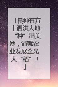 良种有方丨泗洪大地“种”出美妙，铺就农业发展金光大“稻”！