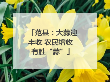 范县：大蒜迎丰收 农民增收有胜“蒜”