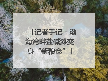 记者手记：渤海湾畔盐碱滩变身“新粮仓”