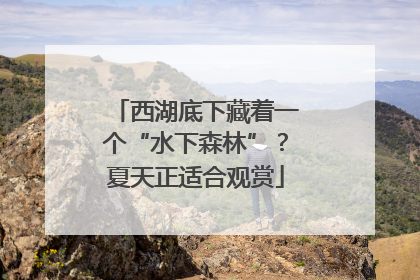 西湖底下藏着一个“水下森林”？夏天正适合观赏