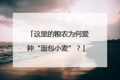 这里的粮农为何爱种“面包小麦”？