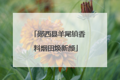郧西县羊尾镇香料烟田焕新颜