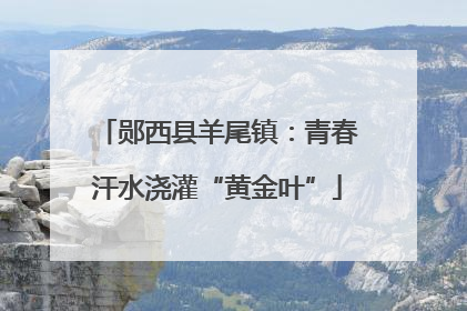 郧西县羊尾镇：青春汗水浇灌“黄金叶”