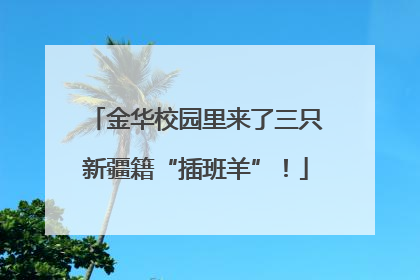 金华校园里来了三只新疆籍“插班羊”！