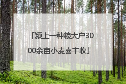 颍上一种粮大户3000余亩小麦喜丰收