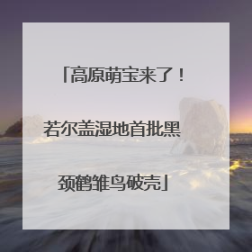 高原萌宝来了！若尔盖湿地首批黑颈鹤雏鸟破壳