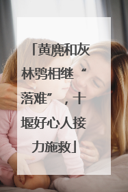 黄麂和灰林鸮相继“落难”，十堰好心人接力施救