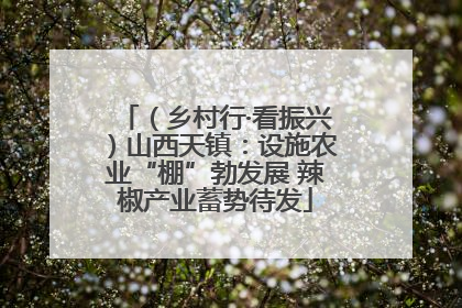 （乡村行·看振兴）山西天镇：设施农业“棚”勃发展 辣椒产业蓄势待发