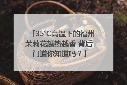 35℃高温下的福州茉莉花越热越香 背后门道你知道吗？
